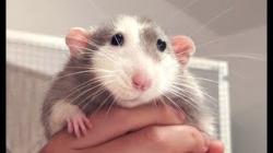 User Profile: BerkleyBeetle