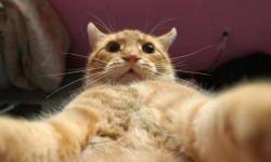 User Profile: catinoronaldo