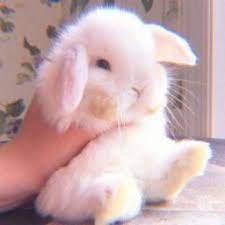 User Profile: BunnygirlAnna