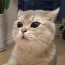 User Profile: blindCupcake8608