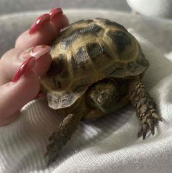 User Profile: tulippetalsss