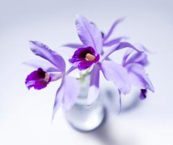 User Profile: SupportiveViolet