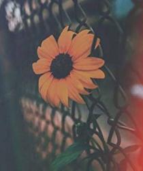 User Profile: LilMsSunflower