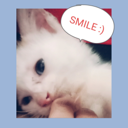 User Profile: HachiBee
