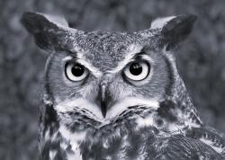 User Profile: VirtueDove205