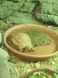 User Profile: Iloveturtles012251