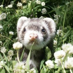 User Profile: EverlastingFerret
