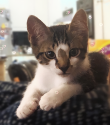 User Profile: KittyHelps