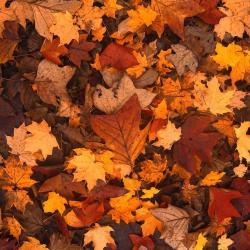 User Profile: JoyfulPumpkin