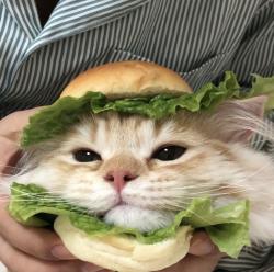 User Profile: hambagucat