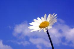 User Profile: peacefulHorizon2830