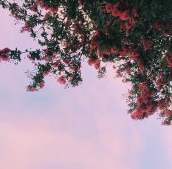 User Profile: CamoWood