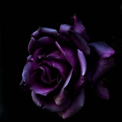 User Profile: PurpleRose98