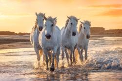 User Profile: WhiteHorseOnASandyBeach