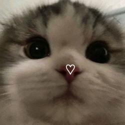 User Profile: sparkyKitty9091