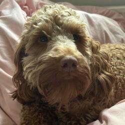 User Profile: Kelzie18