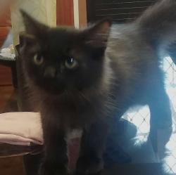 User Profile: Tamikiiii