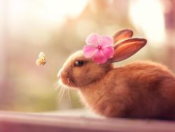 User Profile: HappyRosabella