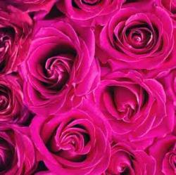 User Profile: sugarySoulDisha