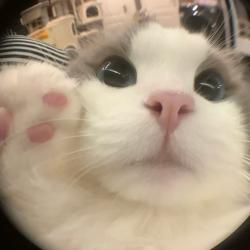 User Profile: asimplecattalk