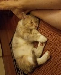 User Profile: CatDaddy3