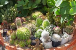 User Profile: CactusKoi4