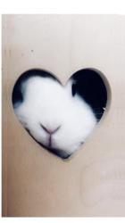 User Profile: bunnypants