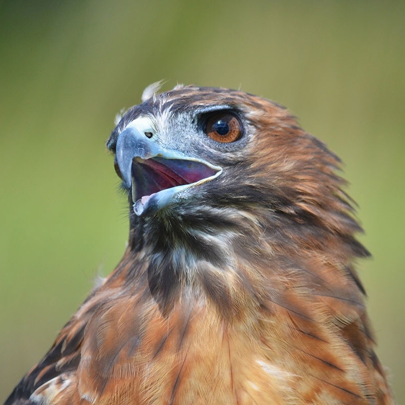 Profile: humminghawk