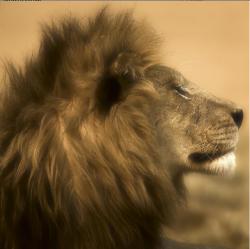 User Profile: HumanphileLeo