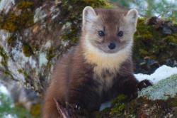 User Profile: MonkeyPineMarten