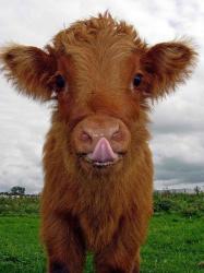 User Profile: beautifulBabyCow10