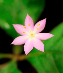 User Profile: StarFlower