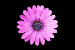 User Profile: kindFriend33