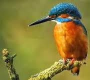 Profile: KingfisherWoods