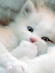 User Profile: Natasha711moonlight