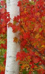 User Profile: AutumnBreeze