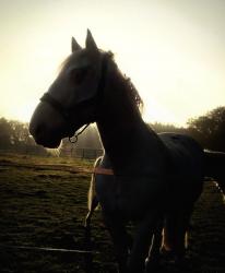 User Profile: QueeniesPony