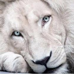 User Profile: sugaryLion99