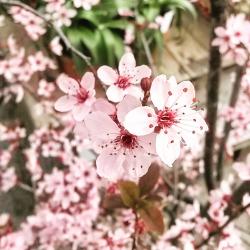 User Profile: RubyAdamant