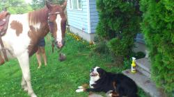 User Profile: Yukonhorses
