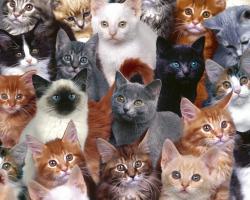 User Profile: Brynneandhercats