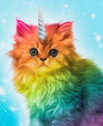 Profile: QueerKitten