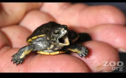 Profile: compassionateturtle101