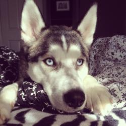 Profile: Fearfullittleloverr