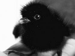 Profile: listeningcrow