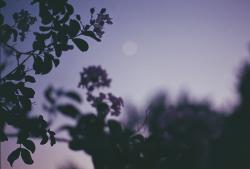 User Profile: PearlGrey