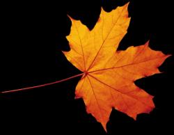 Profile: AutumnLeaf32