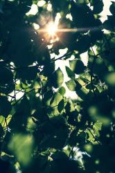 Profile: PleasantLilac