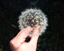 User Profile: SapphireDragon