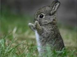 Profile: KindlyBunny